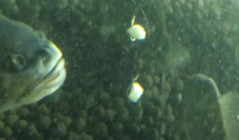 鱼儿视频,探索水下世界的精彩瞬间
